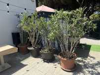 Plantas exterior 5