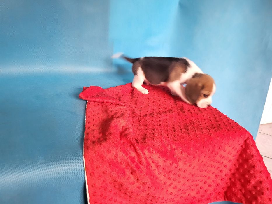 Beagle piesek sprzedam