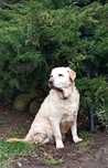 Labradorka Lea – idealna psia kandydatka do adopcji