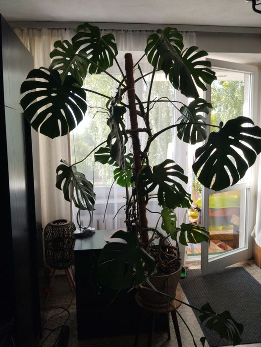 Kwiat drzewo monstera duża okazała