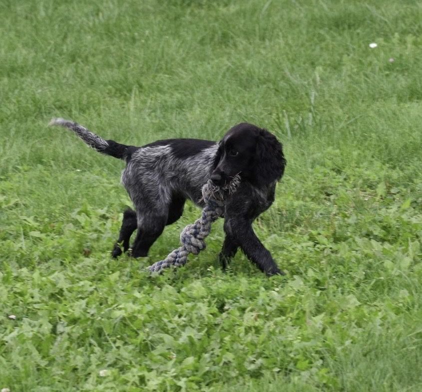 Niebieski spaniel pikardyjski FCl (wyżeł,płochacz)