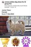 Chihuahua bezowa suka Hodowlana