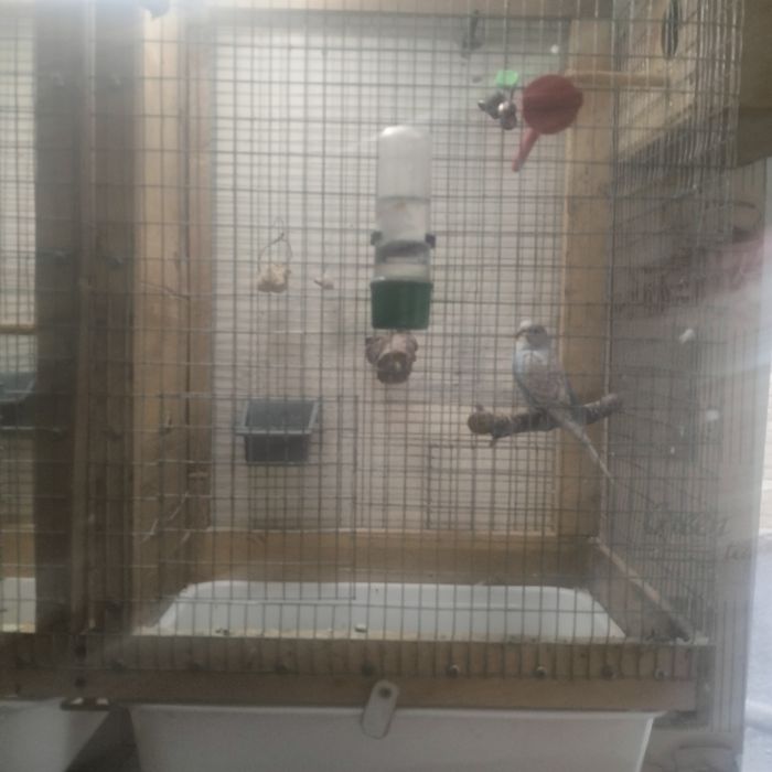 Клітка для папуг