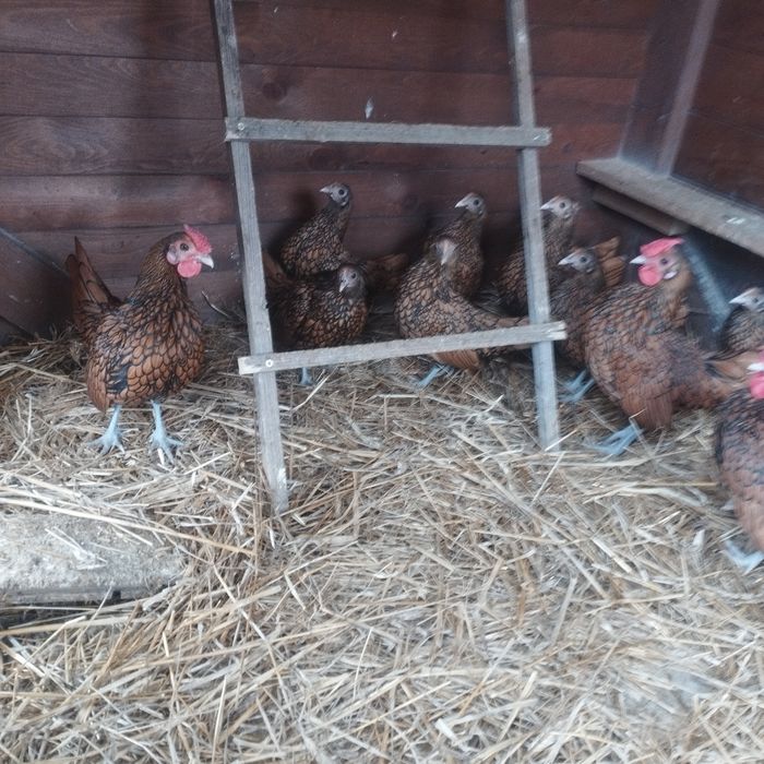 Selebrytki kurki ozdobne