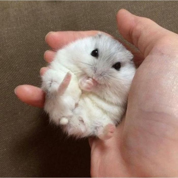 Хом'як джунгарик