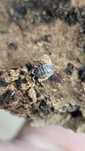 Isopody Porcellio laevis ,,dairy cow,, - krówki