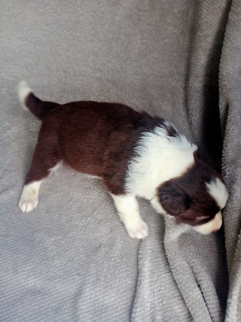 Śliczny piesek czekoladowy border collie