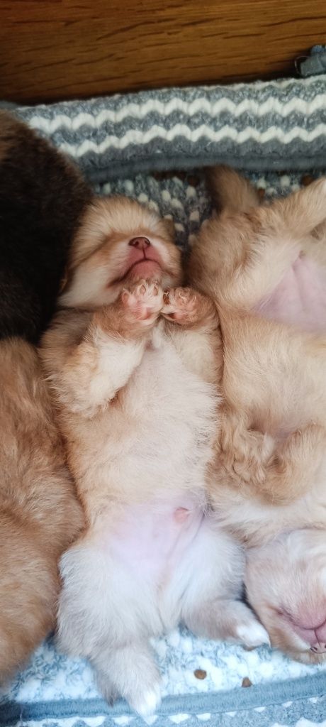 Spitz alemão anão, lulu da pomerânia
