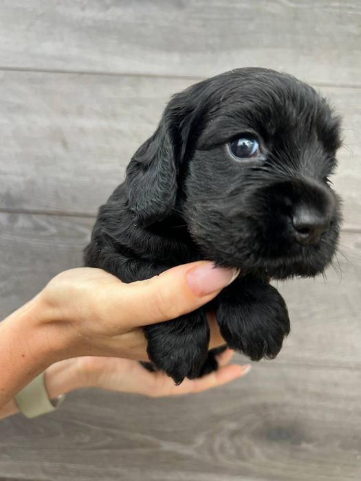 Англійські кокер спанієлі щенята 4місяці! АКЦІЯ!Є Хлопчики