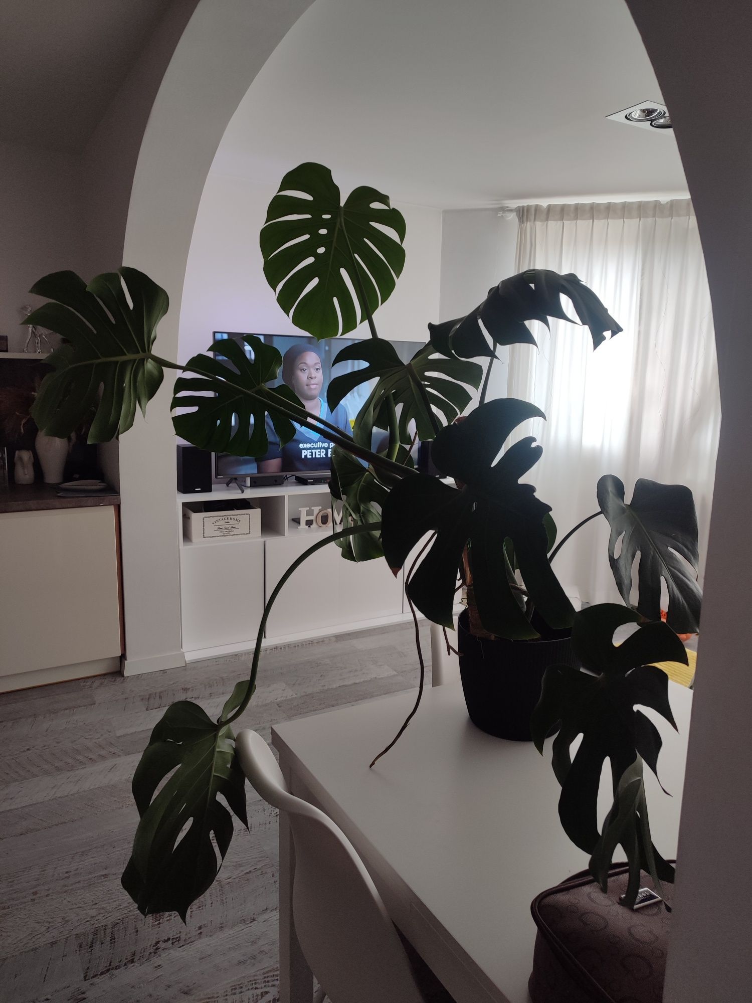 Monstera duża z dziurami