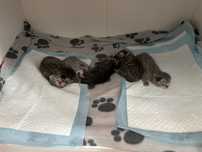 kocięta  Scottish Fold / Scottish Straight 3 kotki i 2 kocurki!