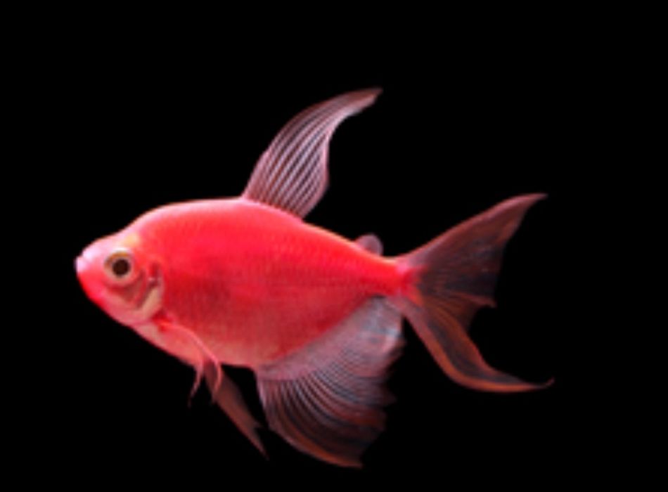 Продам акваріумних рибок