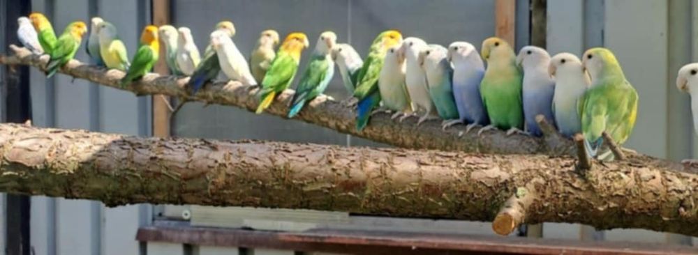 Papugi nierozłączki czerwonoczelne