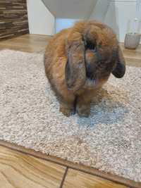 Samiczka Mini Lop!