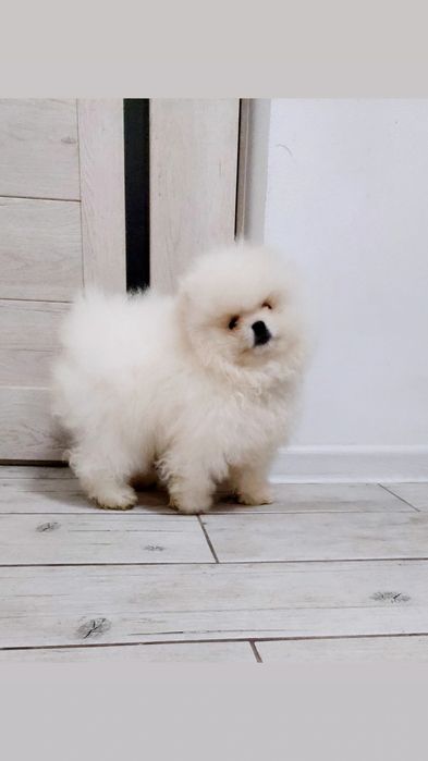 Померанський шпіц