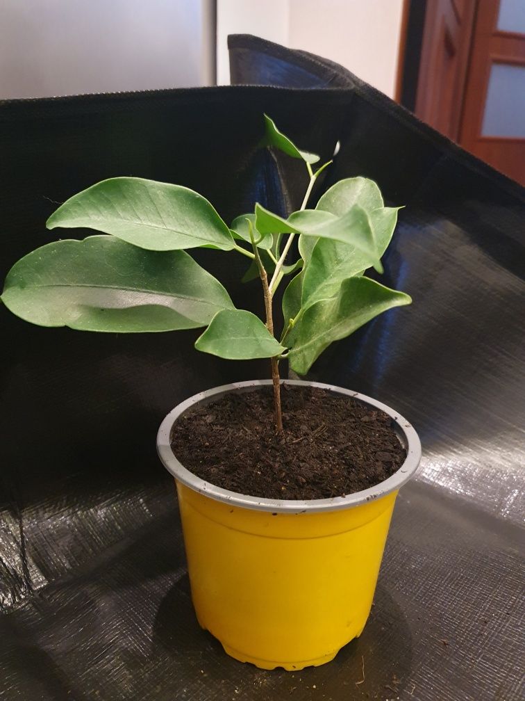 Ficus Benjamina- bonsai