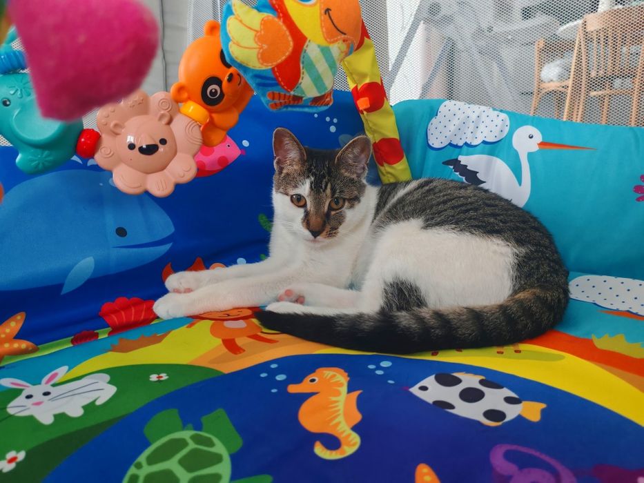 Kochana Młoda kotka z cudownym charakter po sterylizacji do oddania