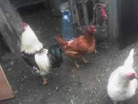 ovos galinhas e galos do campo
