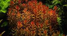 Rotala kolorata/roślina Czerwona  akwariowa/ z przycinki / WYSYŁKA!