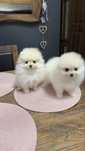 Pomeranian 1 samiec