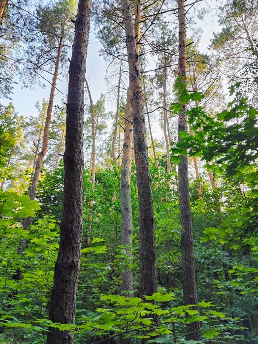 Місце мрії! 15 соток під забудову прямо в лісі, біля озера.