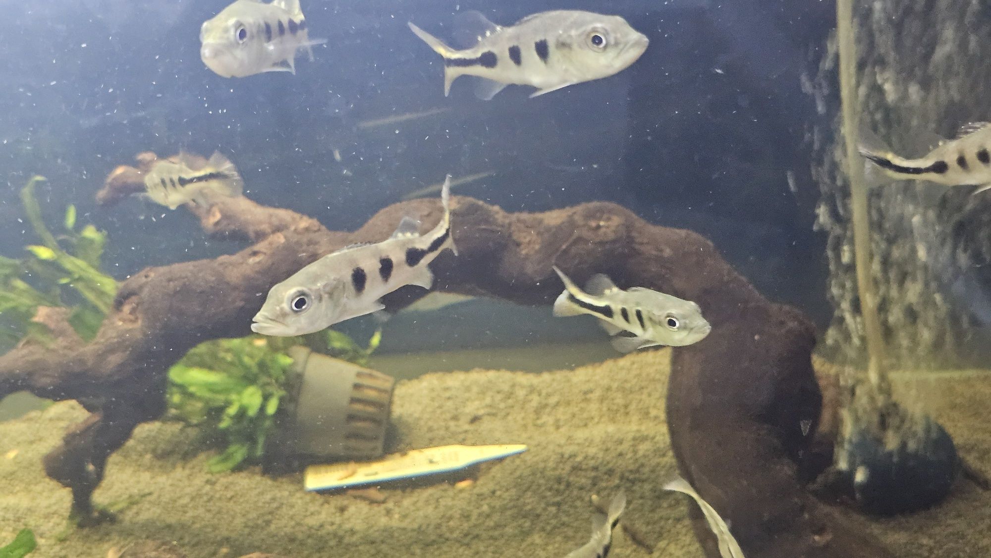 Ciclha monoculos 7/8cm