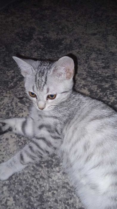 Грайливі, гарненькі домашні кошенята