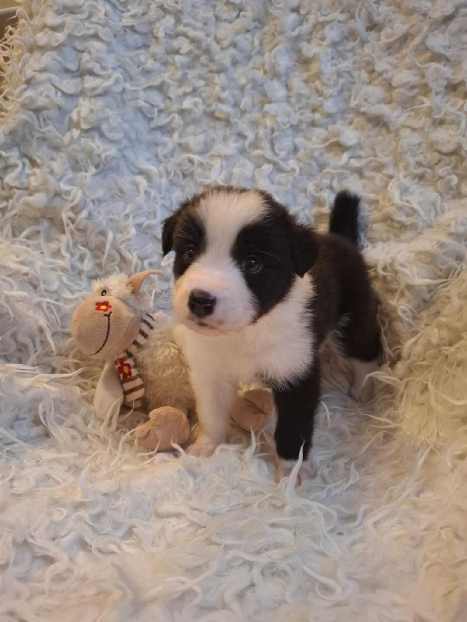 szczeniaki border collie
