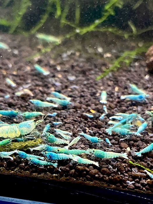 Krewetki Blue Bolt Caridina