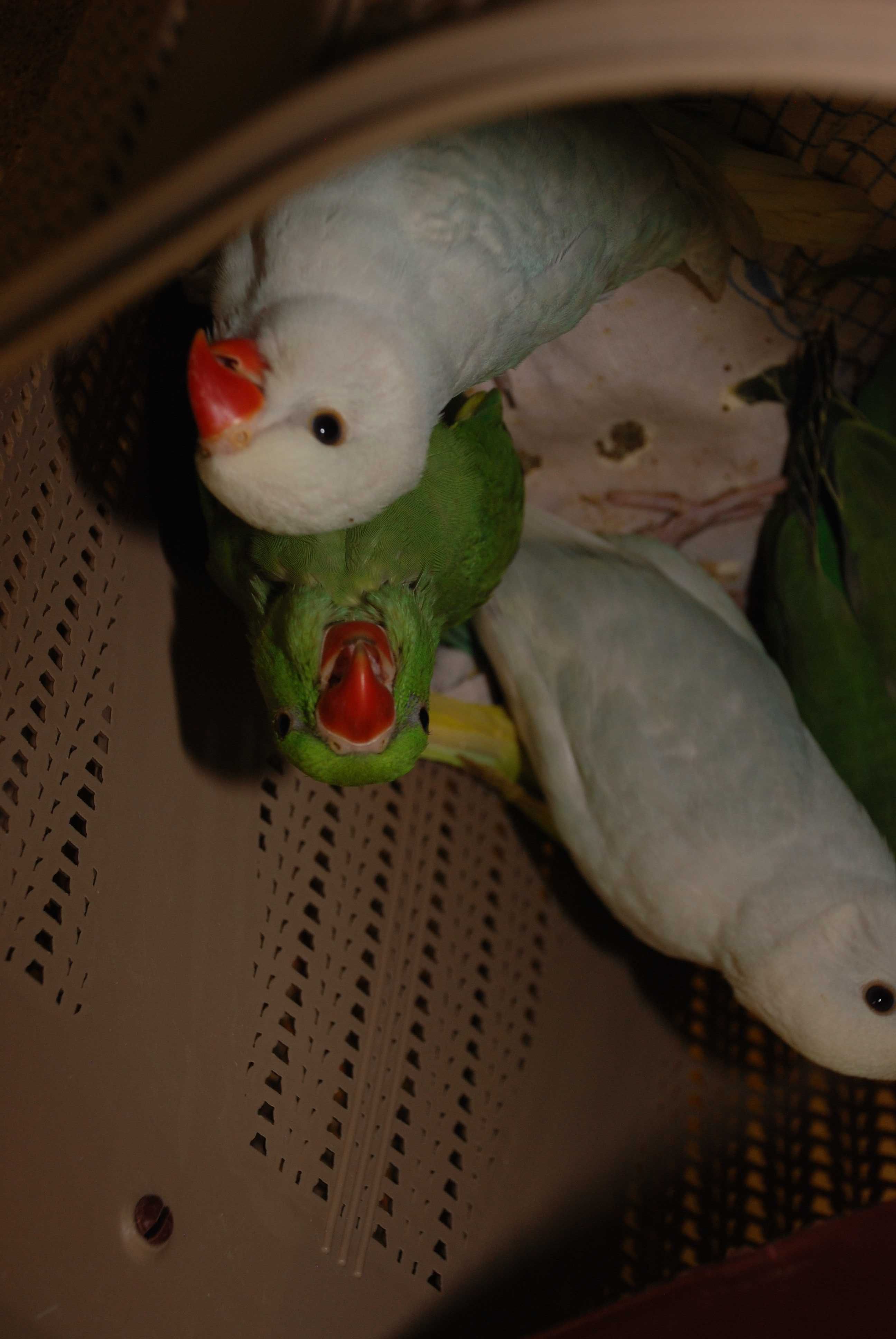 Ручные кольчатые эксклюзивные ожереловые попугаи