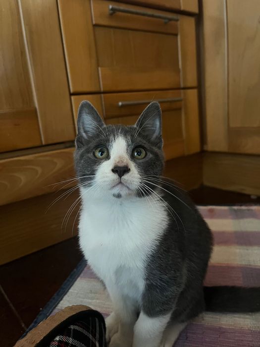 Doar gatinhos - Gatinhos para adoccão