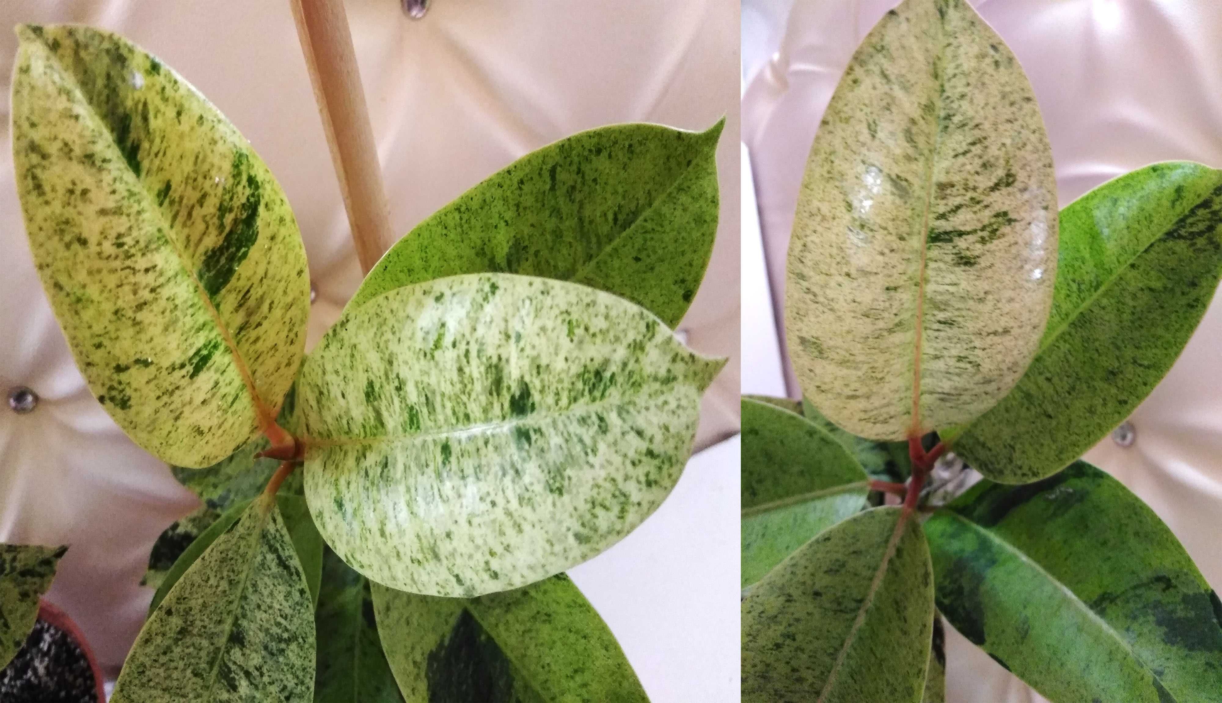 фикус Elastica Shriveriana Moonshine