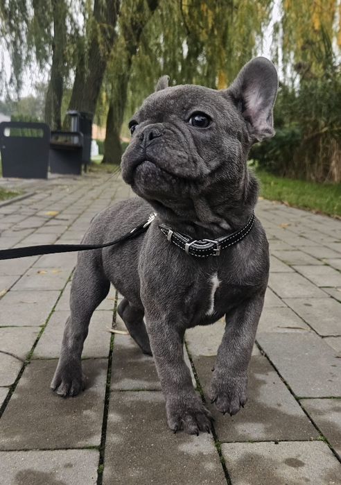 Buldog francuski