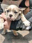 American bully ABKC merle lilac suczka