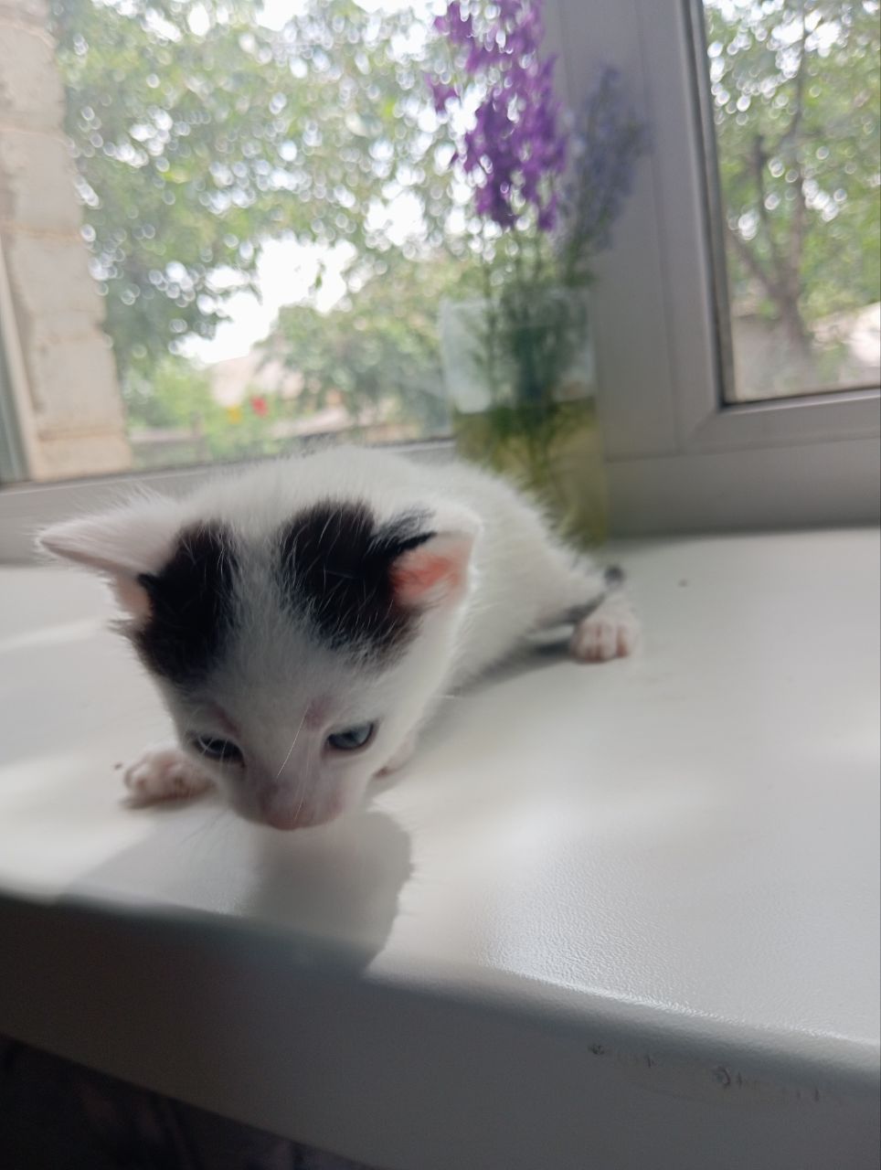 кошенята шукають дім