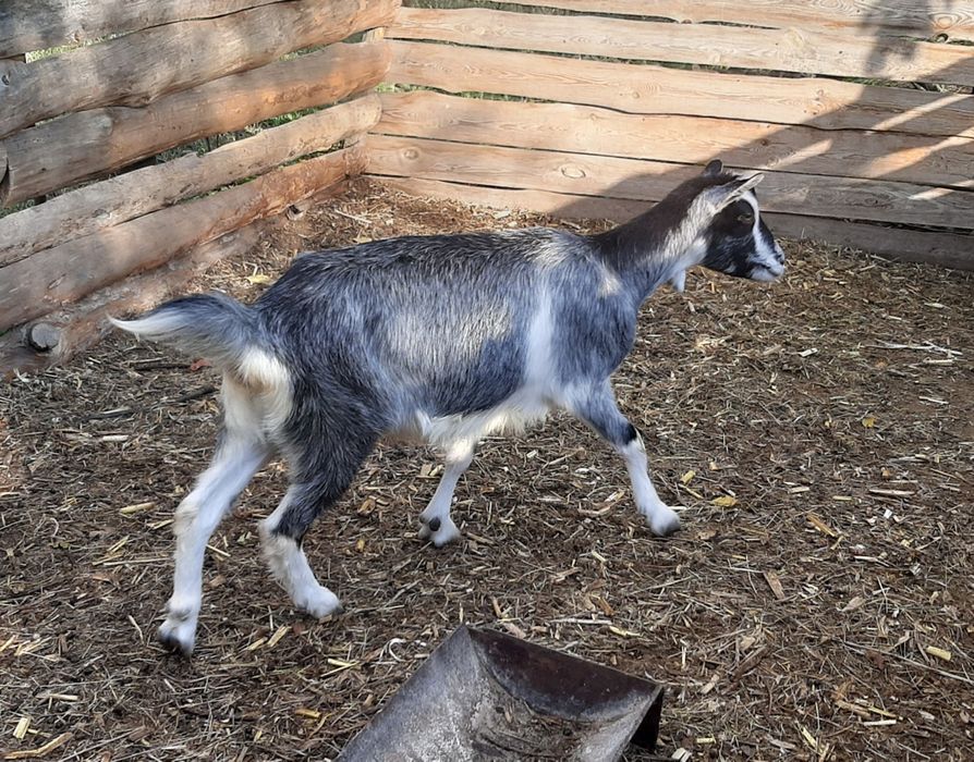 Альпийская коза год и 8 месяцев. Козы.