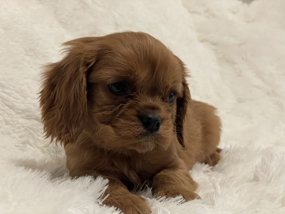 Cavalier King Charles Spaniel chłopiec