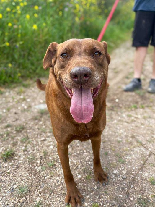 Bomboca - porte média grande para adoção