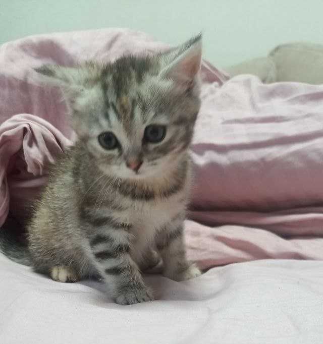 Кошенятно дівчинка