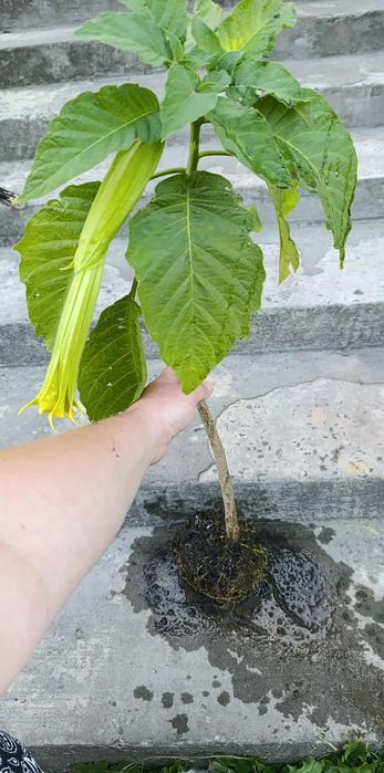 Бругмансія,або Труби Янгола