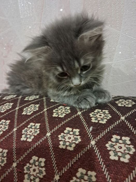 Малі пухнасті та грайливі бешкетниці( Віддам хорошим людям)