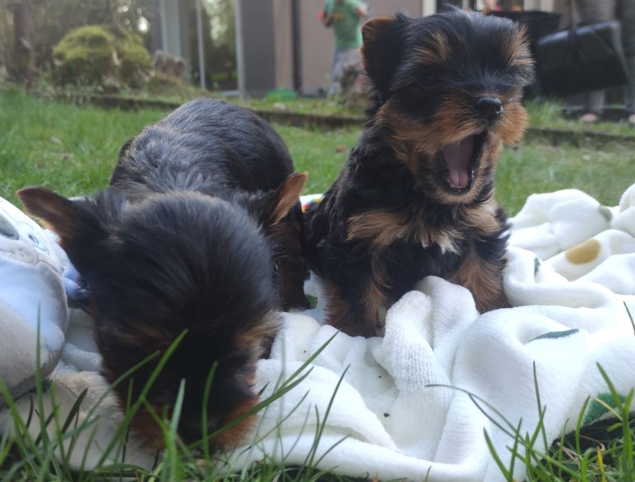 York Yorkshire terrier jeden trzech Muszkieterów chip paszport wyprawk