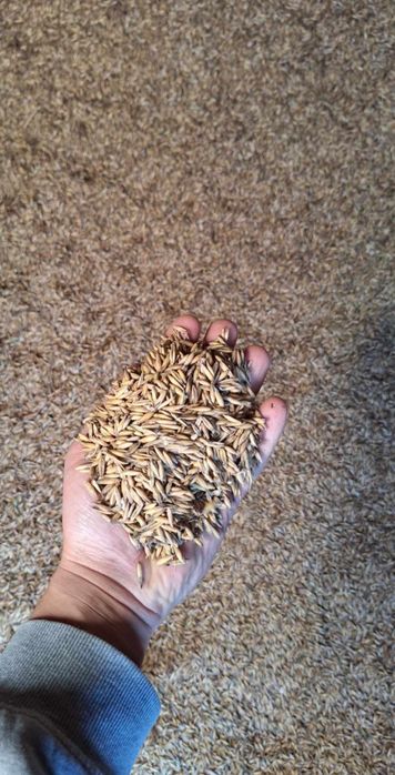 Owies zbiór 2025 suche ziarno