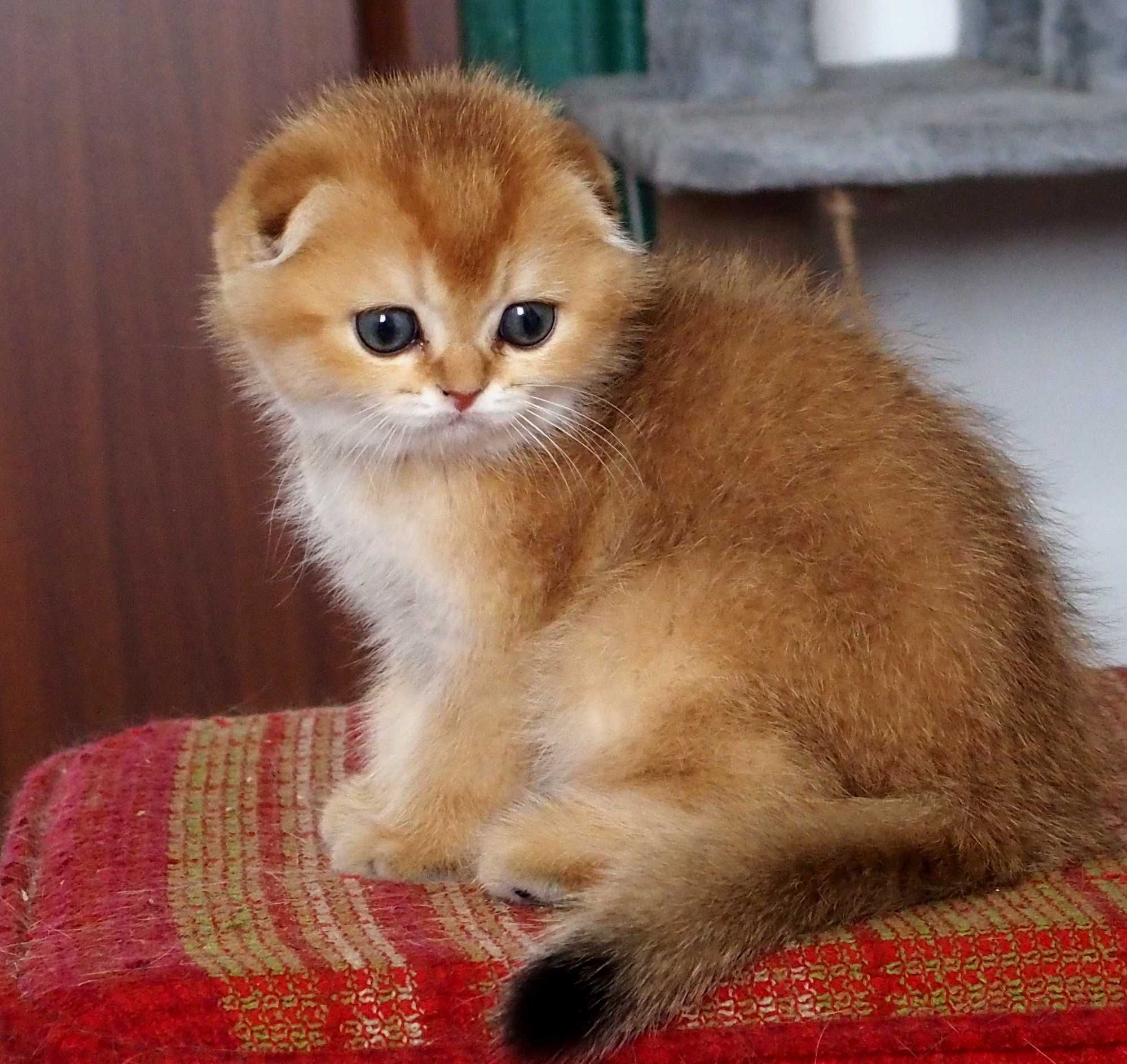 Kotka Szkocki Zwisłouchy PZF. WCF Scottish Fold Złota Szynszyla