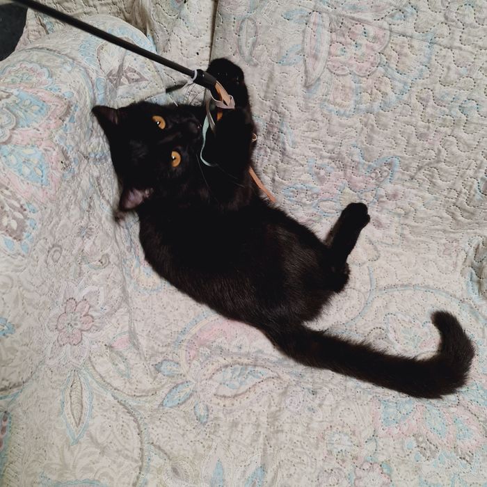 Кошеня чорна дівчинка чёрный котенок