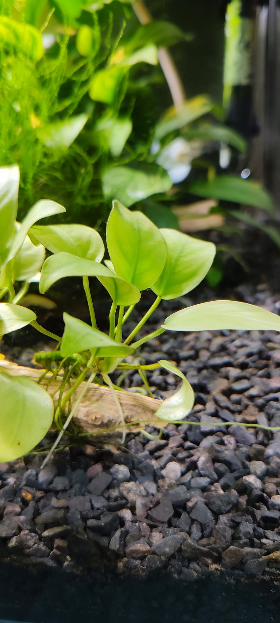 Anubias barteri zaszczepki