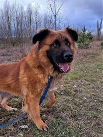 Leonberger Molos do adopcji za darmo