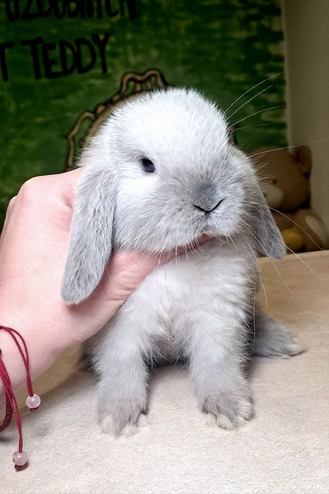 DO ODBIORU Mini lop hodowla zarejestrowana króliki królik karzełki ted