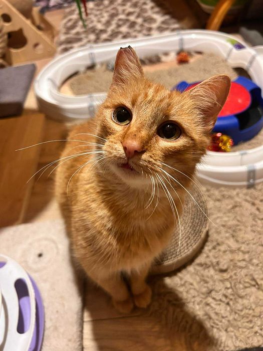 Kotka prosi o domek.