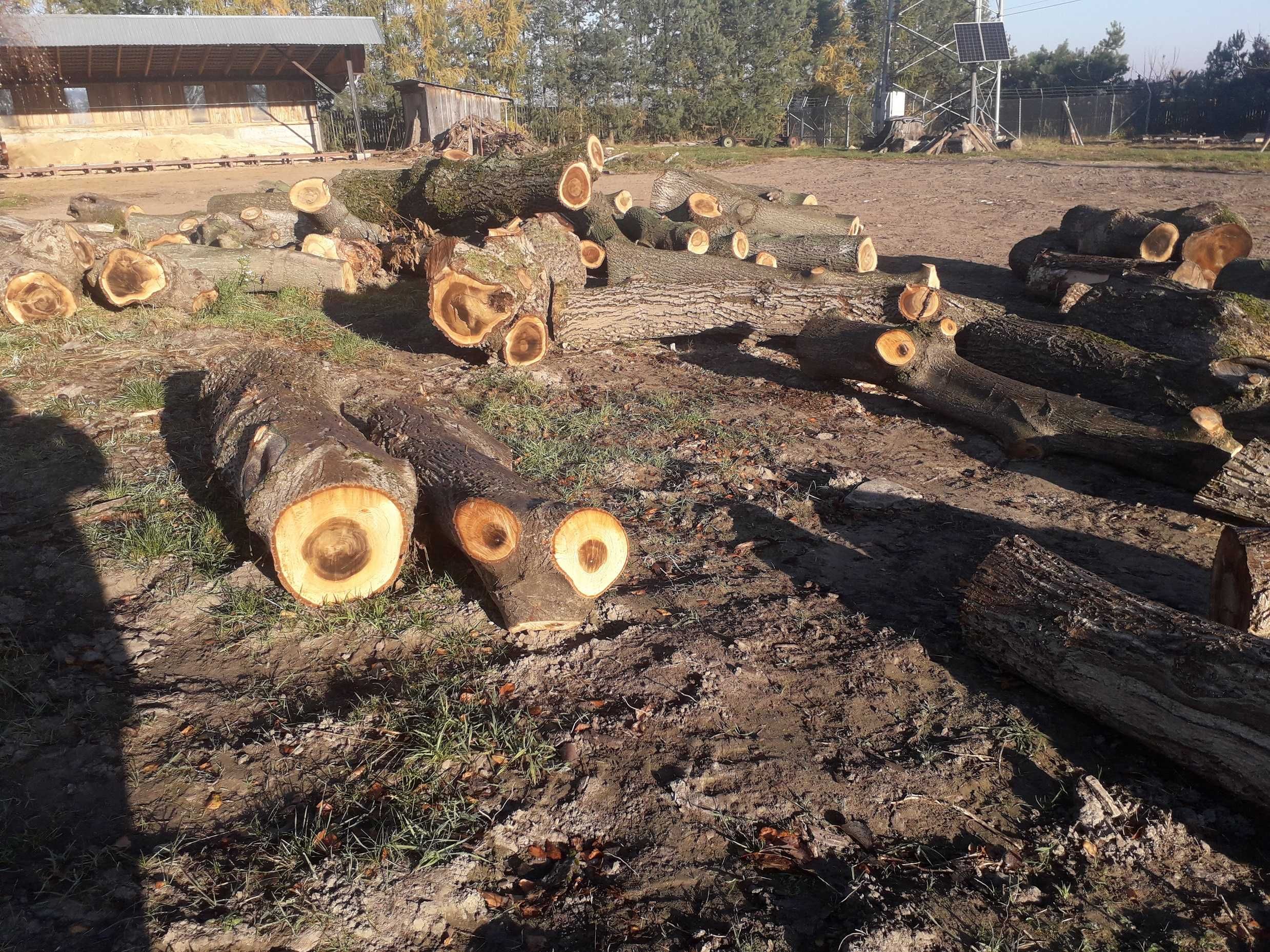 Drewno kłoda pień drzewo orzech